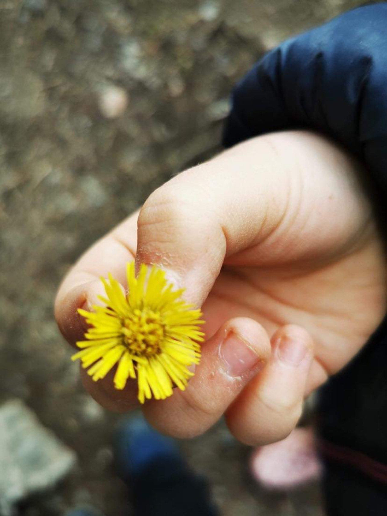 En liten hestehov i en barnehånd