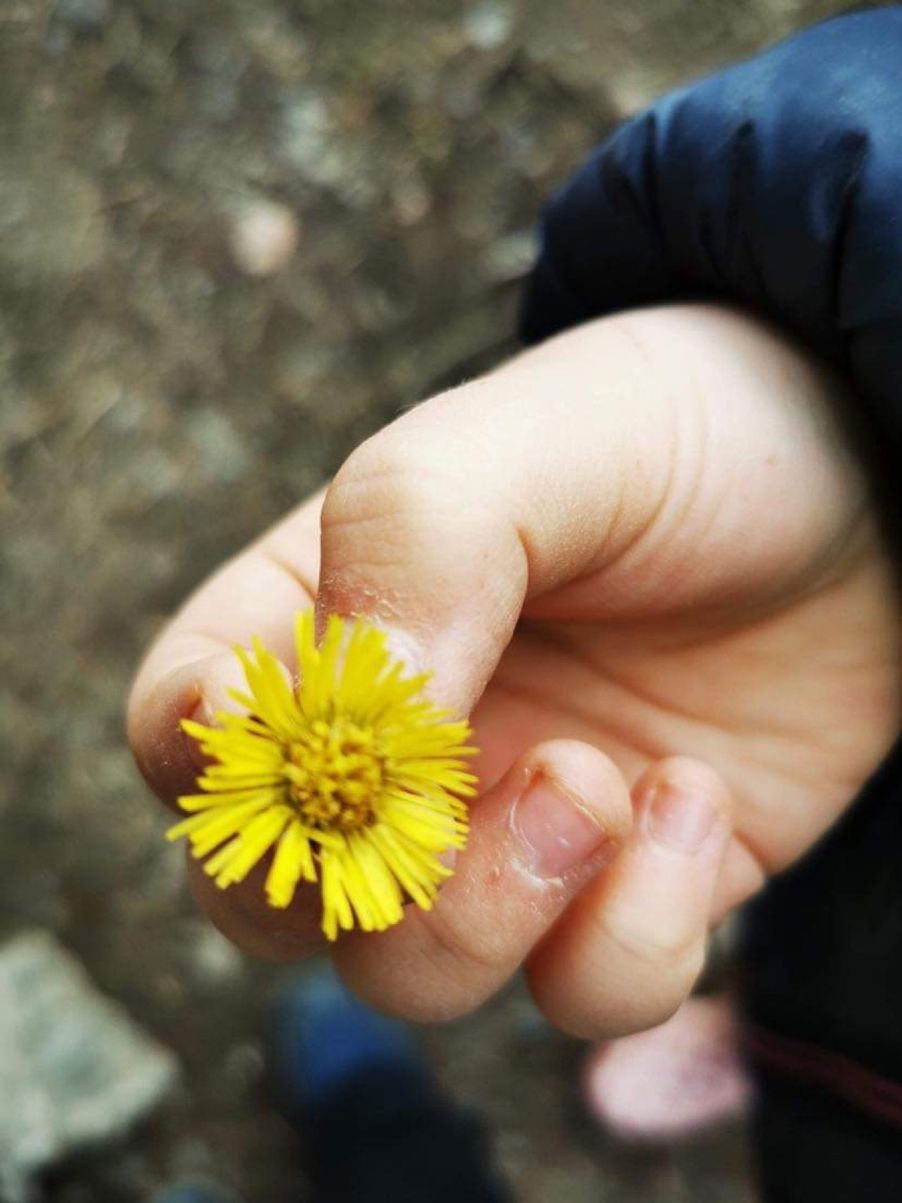 En liten hestehov i en barnehånd