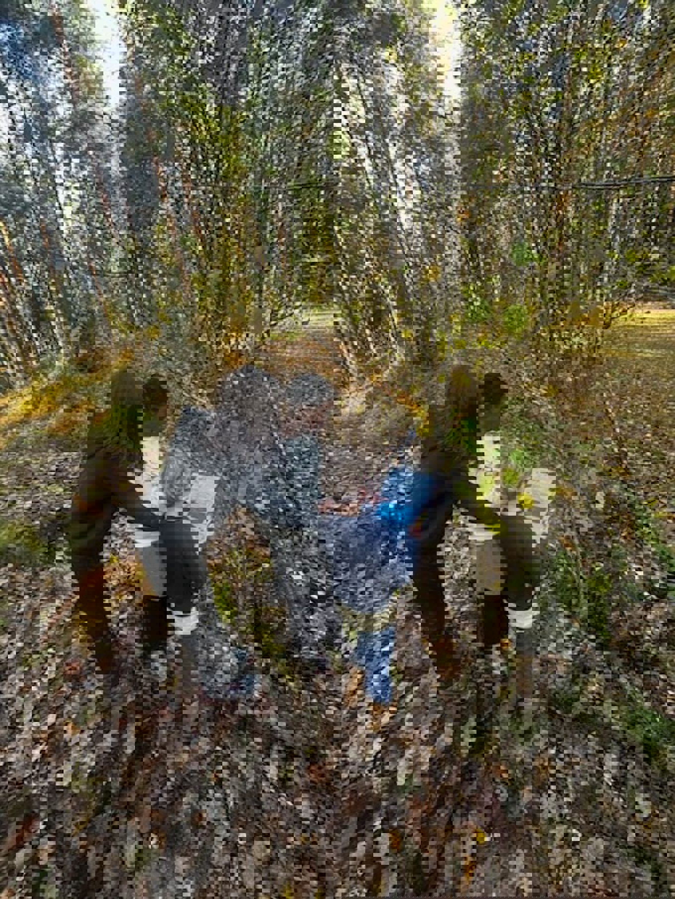 en person og to barn som ser på en bok i en skog