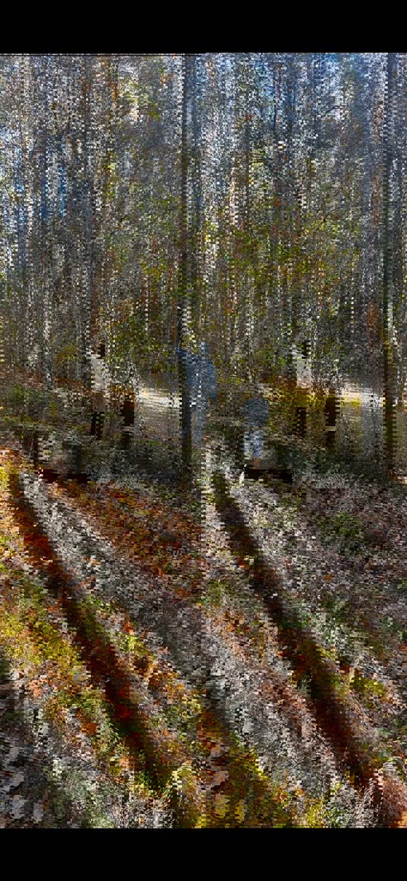 En gruppe mennesker som går i en skog